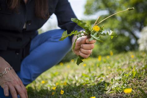 Your Essential Guide to Lawn Care in Northern Virginia