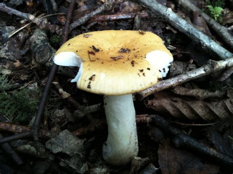 Russula Mushroom Identification - All Mushroom Info