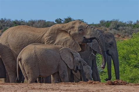 Саванный слон, Loxodonta africana, African Savanna Elephan… | Flickr