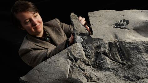 ‘Superbly preserved’ pterosaur fossil unearthed in Scotland – CBS17.com