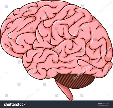 Human Brain Cartoon: เวกเตอร์สต็อก (ปลอดค่าลิขสิทธิ์) 429705601 | Shutterstock
