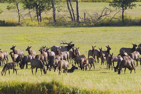 Elk Herd In The Bitterroot Photograph by Merle Ann Loman