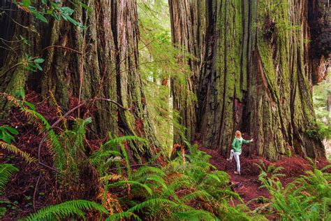 Candelabra Redwood Tree