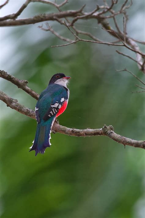 Splendid Cosmos: “Cuban Trogon” World’s Most Fascinating Colorful Bird