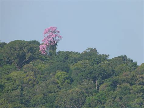 Guiana Amazonian Park: A Jewel of Biodiversity & Cultural Heritage | LAC Geo