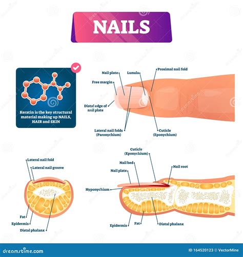 Human Nail Anatomy Diagram