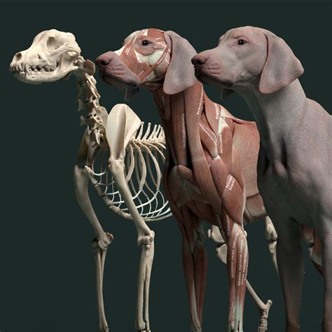 Todavía Primer ministro Cilios 3d dog anatomy software Enciclopedia ...