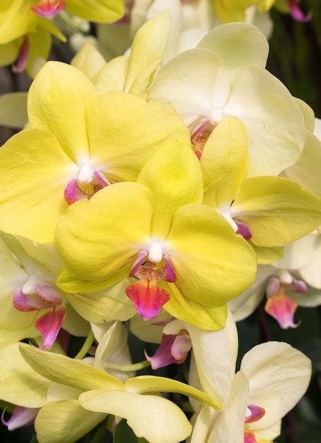 Premium Photo | Closeup of the yellow phalaenopsis orchid.