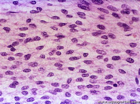 Mésenchyme : définition et explications