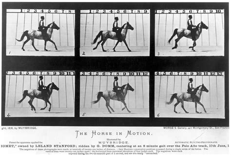 Horse In Motion, 1878 Photograph by Granger | Pixels