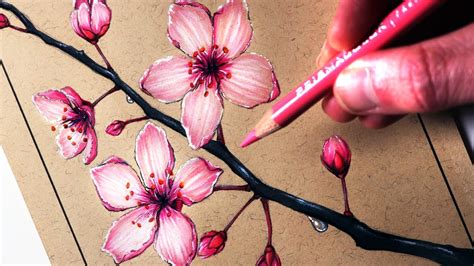 Drawing Japanese Cherry Blossom : How To Draw Cherry Blossoms Really ...