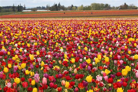 tulip, Fields, Tulips, Field, Flower, Flowers Wallpapers HD / Desktop ...