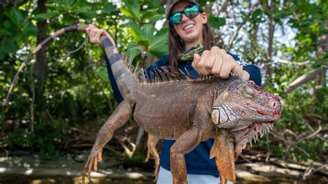 Iguana Hunting in Florida with Air Rifles! - YouTube