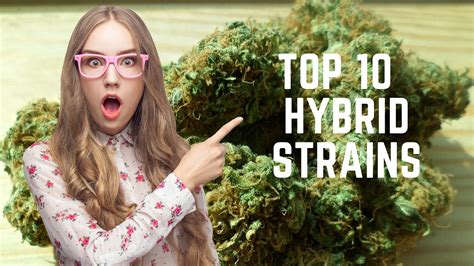 Top 10 Hybrid Strains Of Marijuana | by Larry Westfall | Medium