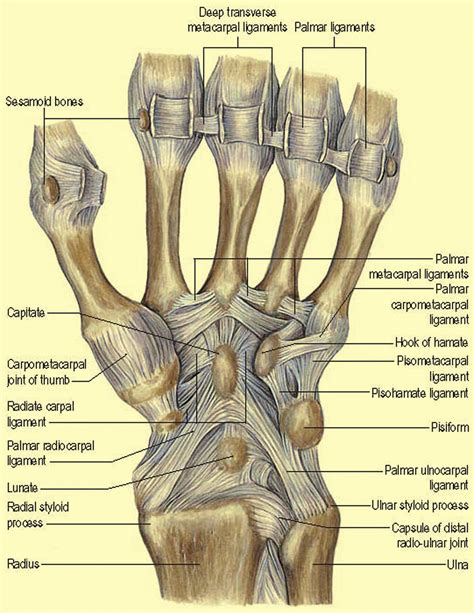 (i) Anatomy of the carpus and surgical approaches - Orthopaedics and Trauma