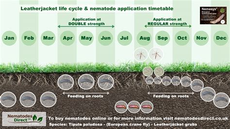 Crane Fly Life Cycle