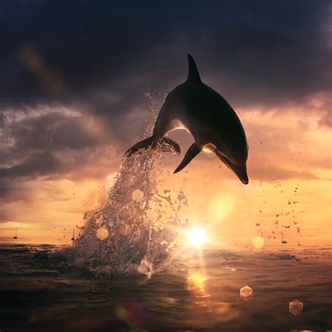 Images Dolphins Jump Water splash Evening animal