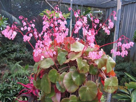 Beefsteak Begonia (Begonia 'Erythrophylla') in the Begonias Database - Garden.org