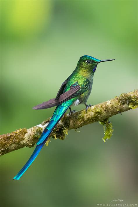 JESS FINDLAY PHOTOGRAPHY — The 15 Most Spectacular Hummingbirds!