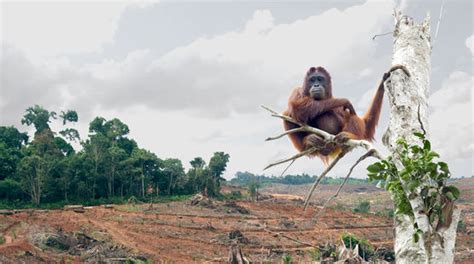 Stop a Billion-dollar Gift to the Palm Oil industry!