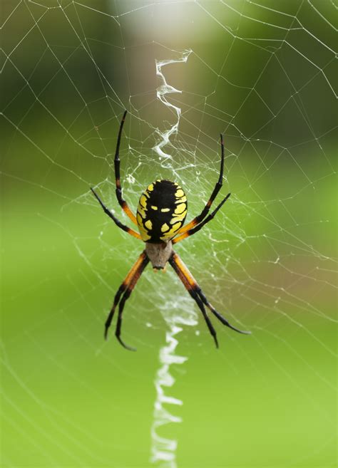 Black & Yellow Garden Argiope (spider) | Teresa K. Lasher