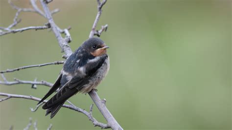 Aerial Insectivores - What we do for aerial insectivores - Birds Canada ...