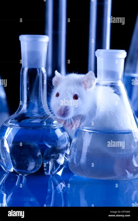 Lab rat hi-res stock photography and images - Alamy