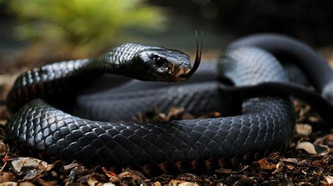 Deadly Black Mamba Snake 'On The Loose In The UK'