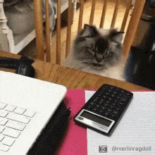 Cat-face GIFs - Find & Share on GIPHY