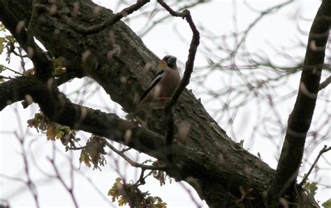 Hawfinch breeding in Norfolk 2017 | Ashley Banwell's Birding