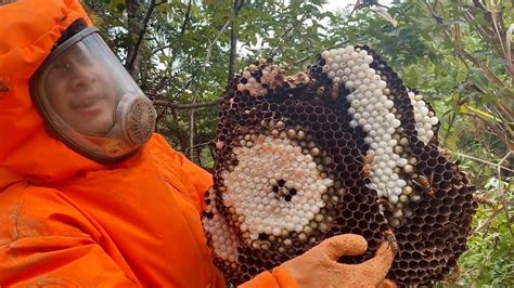 BALD FACED HORNET NEST REMOVAL,MURDER GIANT HORNETS,MASSIVE WASP NEST REMOVING - YouTube