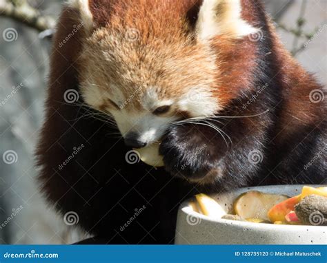 Little Red Panda at the Food. Closeup while Eating Stock Photo - Image ...