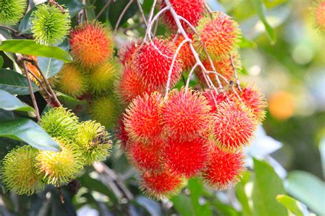 Download Exquisite Bunch of Pulasan Fruits Growing on Tree Wallpaper | Wallpapers.com