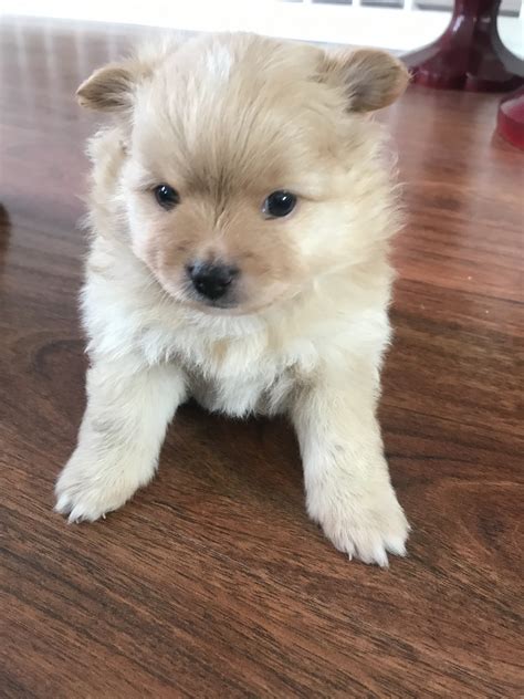 Pomeranian Puppies For Sale | Kentwood, MI #317341