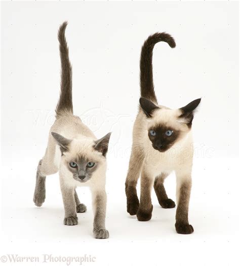 Seal-point and Blue-point Siamese kittens photo WP11025