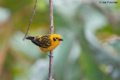 Golden Tanager – Joe Fuhrman Photography