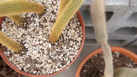 Potting Soil: Our Beginner’s Guide : Mulhall's