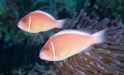 Pink skunk anemonefish clownfish saltwater fish profile | Reef Builders ...