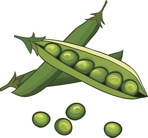 Drawing Of Two Peas In A Pod Illustrations, Royalty-Free Vector ...