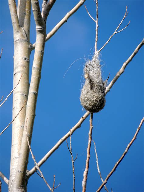 Bullock's Oriole Nest | Orioles, Wild birds, Bullocks