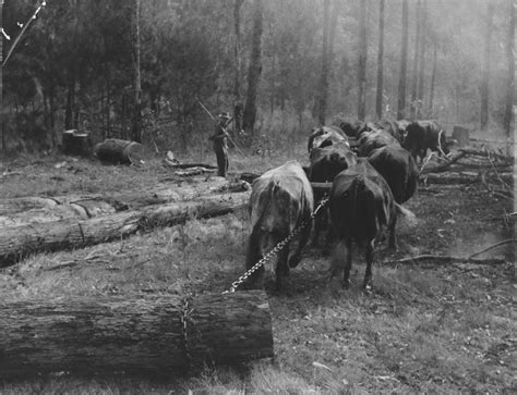 Cattle And Sheep Droving, Australia | Jeff Carter, Aust