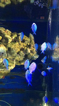 Loch Lomond Sea Life Aquarium (Balloch) - 2019 All You Need to Know BEFORE You Go (with Photos ...