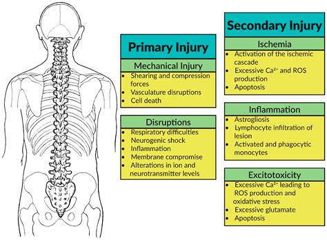 Spinal Cord Injury Patofisiologi Diagnosis Penatalaksanaan Alomedika | The Best Porn Website