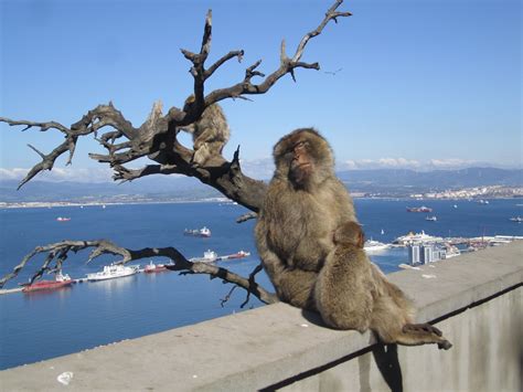 Gibraltar Monkeys Mediterranean - Free photo on Pixabay - Pixabay