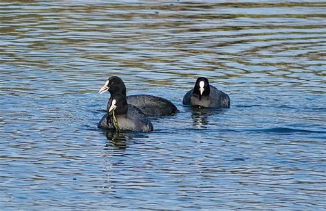 Bird Eurasian Coot Ornithology - Free photo on Pixabay