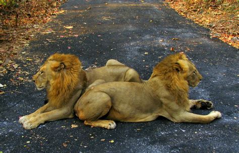 File:India Animals.jpg - Wikimedia Commons