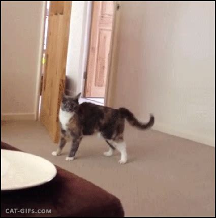 Cat Jump Gif