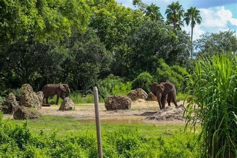 Kilimanjaro Safaris Review with Photos | Resorts Gal