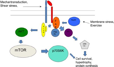 2: General Integrin Signaling Pathway and Heat Shock Proteins.... | Download Scientific Diagram