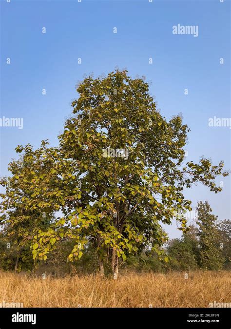 tendu tree or Diospyros melanoxylon or Indian Ebony at panna national park forest madhya pradesh ...